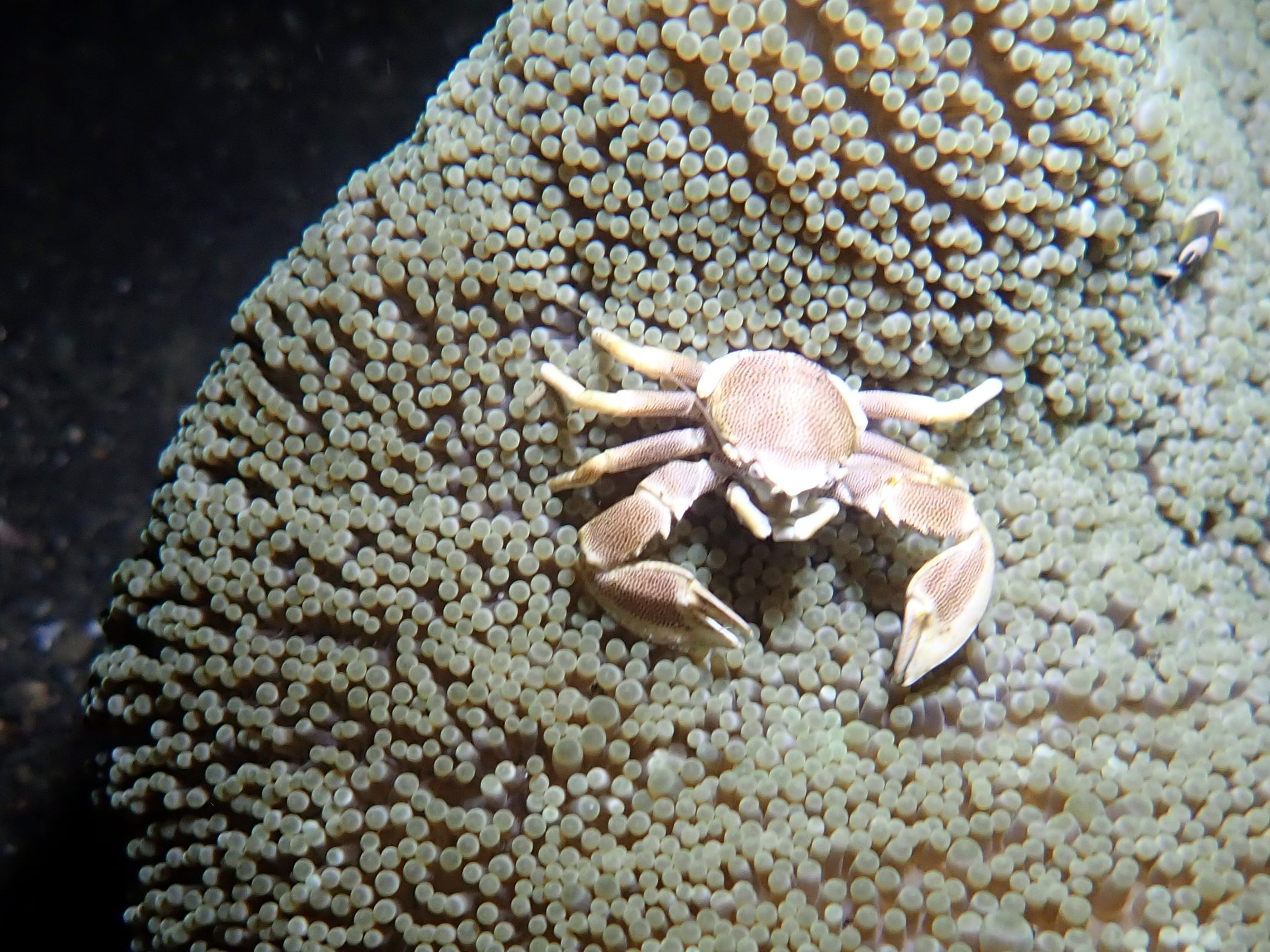 Porcelain Anemone Crab 