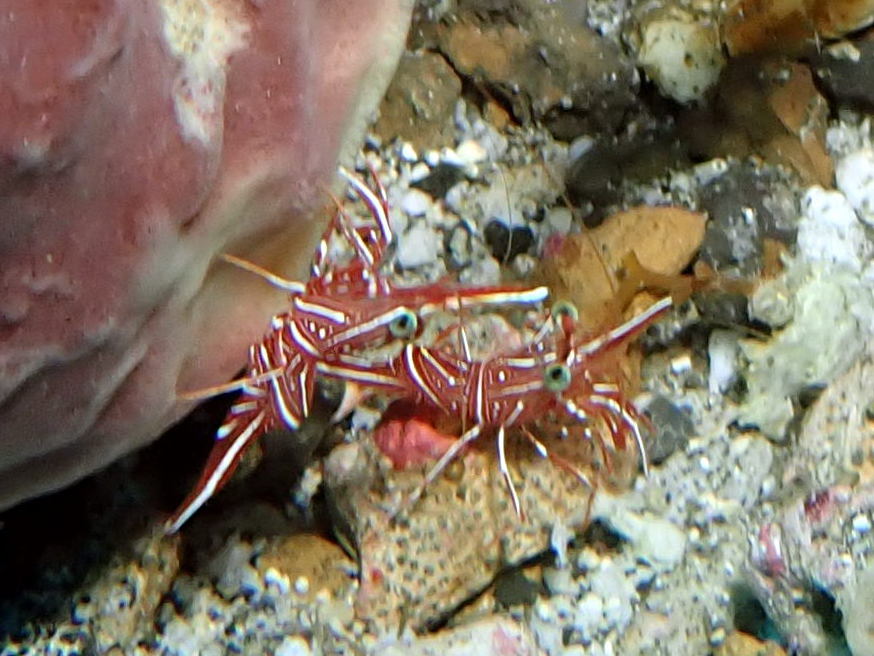 Durban Hinge-Beak Shrimp