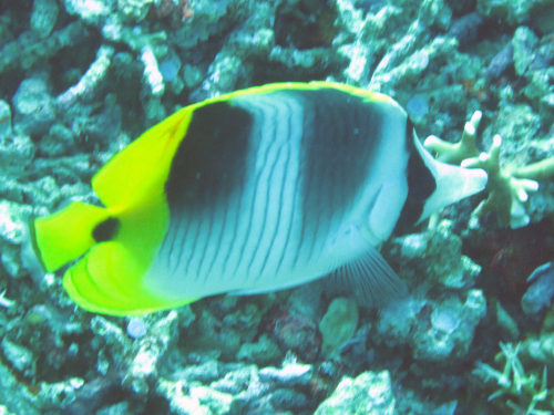 Pacific Double-Saddle Butterflyfish