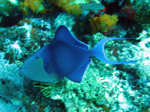 Red-toothed Triggerfish
