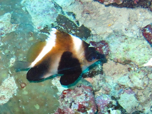 Humphead Bannerfish