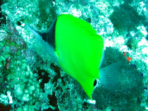 Long-Nosed Butterflyfish