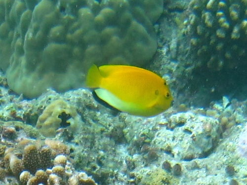 Three-Spot Angelfish