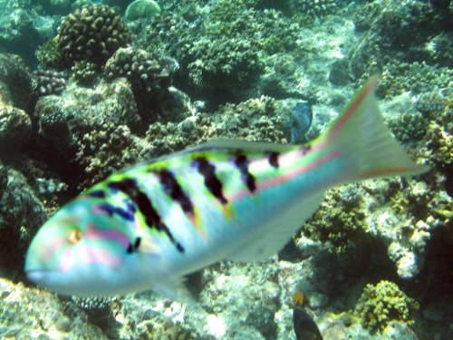 Six-Banded Wrasse