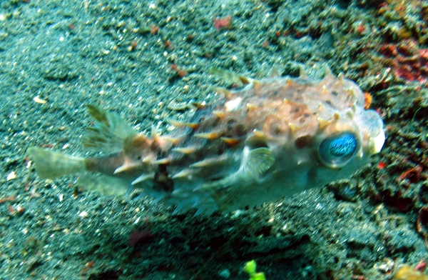 Three-Bar Porcupinefish