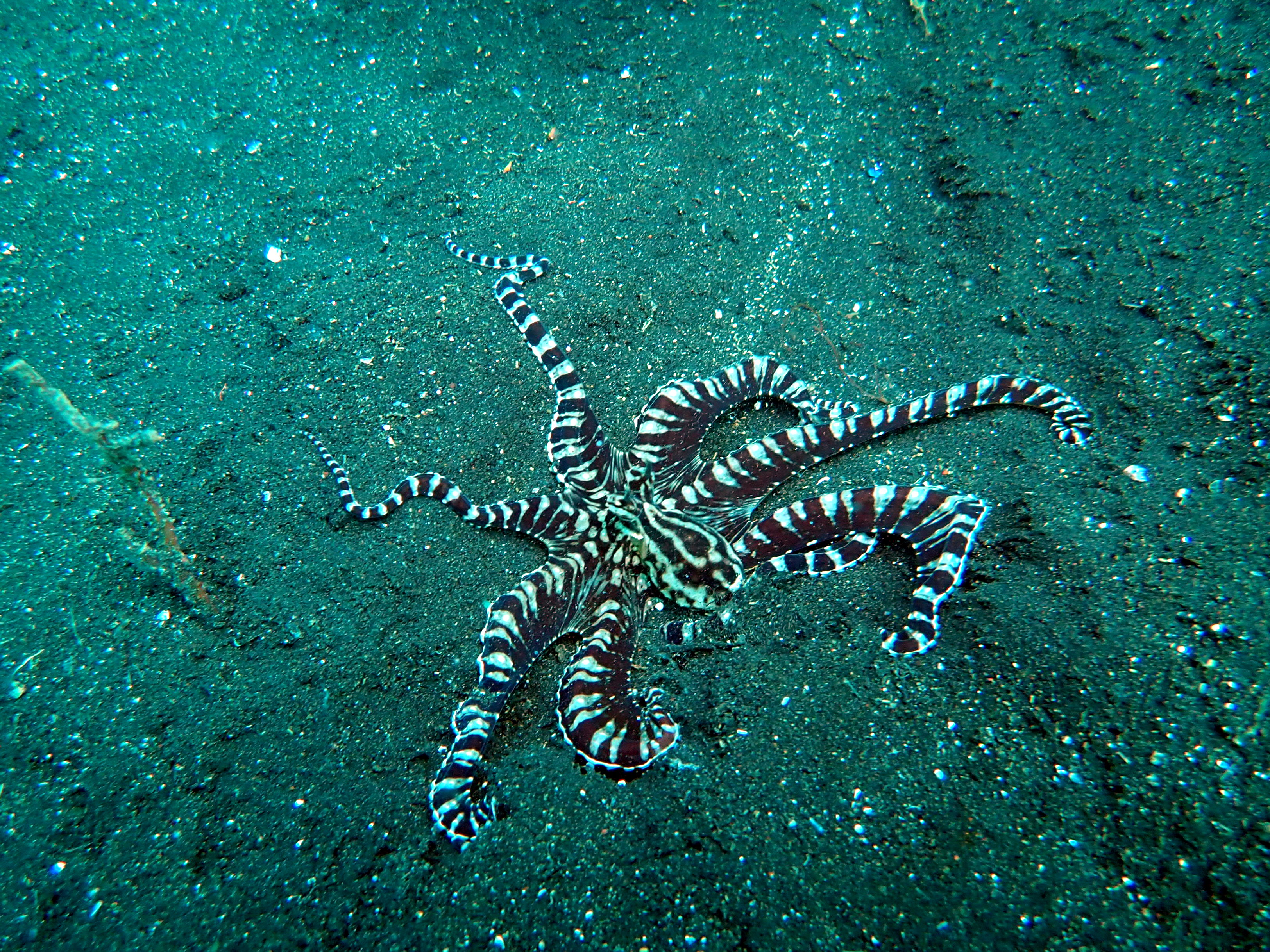 Mimic octopus