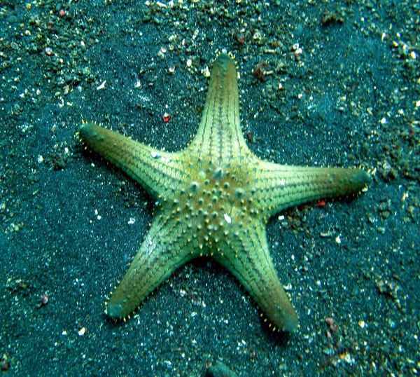 Red Tubercled Sea Star