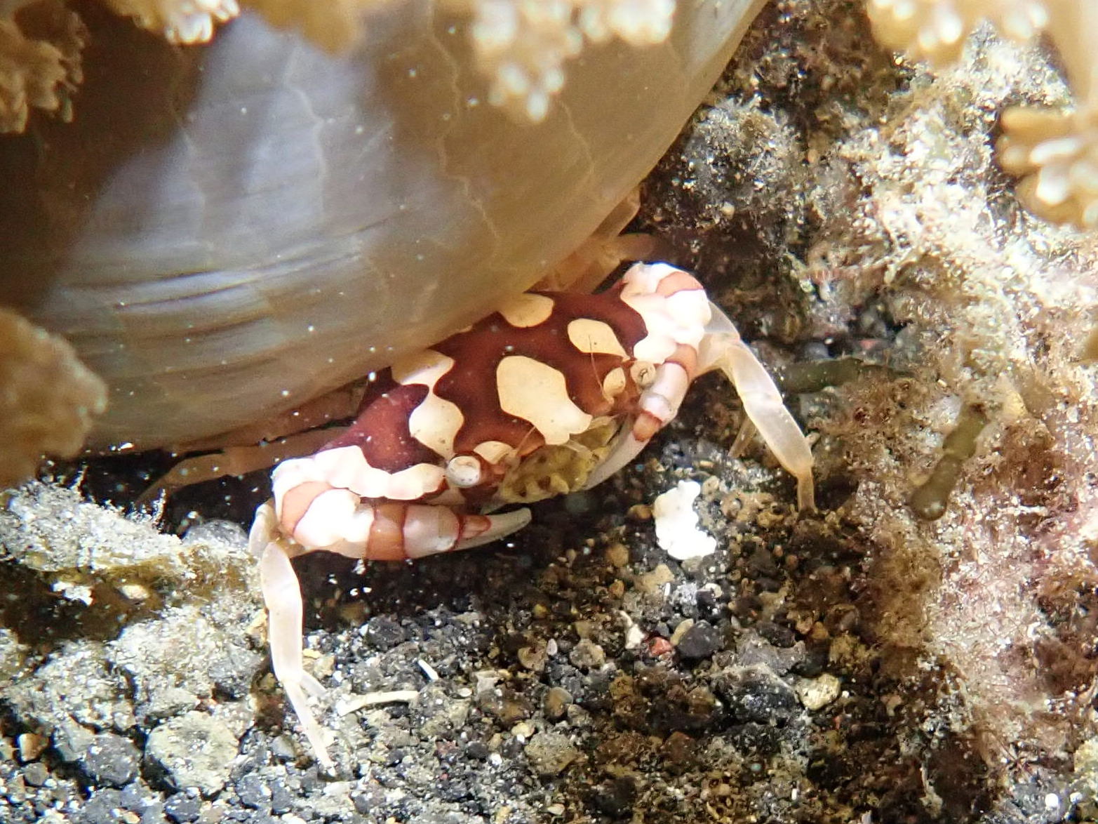 Crabs Crustaceans Marine Life SEA Undersea