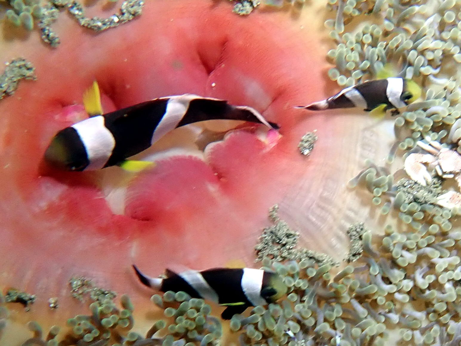 Saddleback clownfish